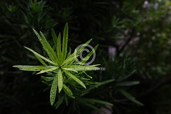 Spikey green leaves with water droplet Spikey green leaves with water droplet