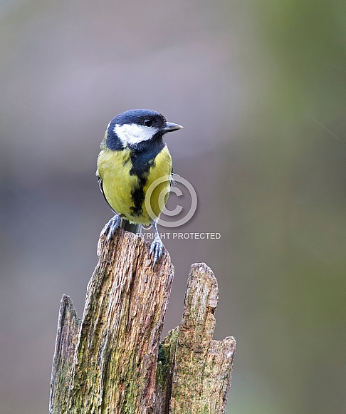 Great tit Great tit