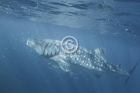 Whale Shark Whale Shark