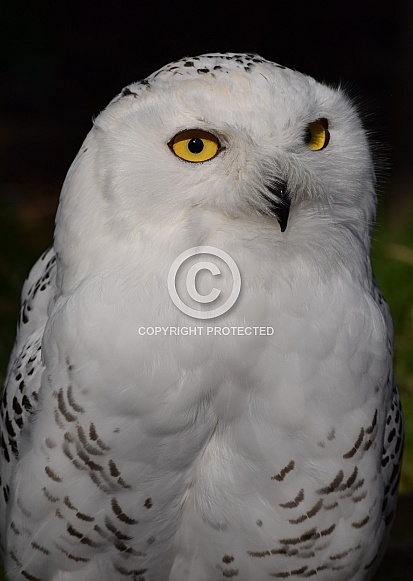 Snowy Owl Snowy Owl