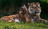 Sumatran Tiger Cub and Mum