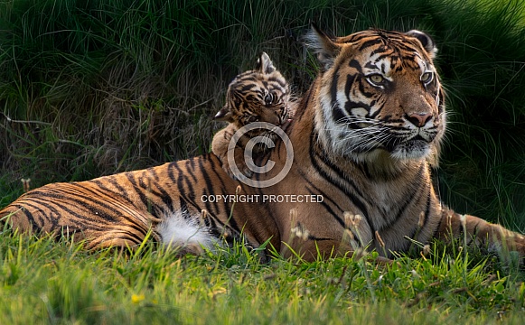 Sumatran Tiger Cub and Mum