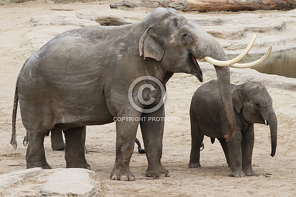 Asian elephants