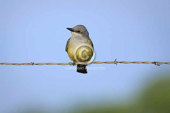 Western Kingbird Western Kingbird