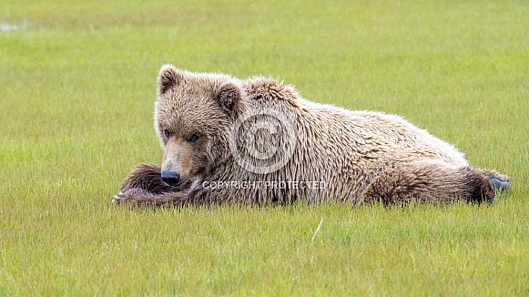 Alaska Peninsula Brown Bear or Coastal Brown Bear Alaska Peninsula Brown Bear or Coastal Brown Bear