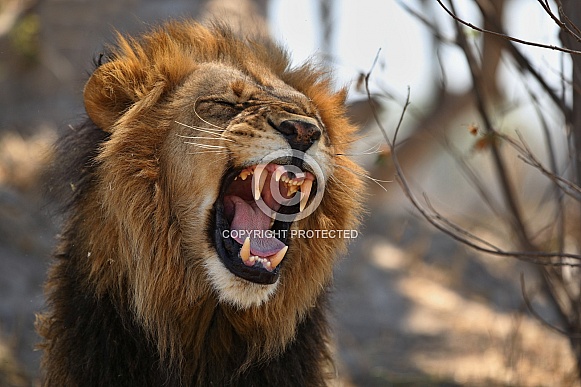 African lion portrait