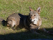 Red Wolf