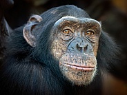 Chimpanzee (Pan troglodytes)