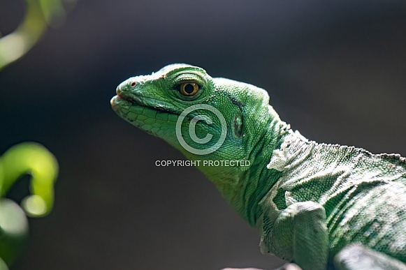 Close up of a basilisk lizard