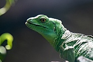 Close up of a basilisk lizard