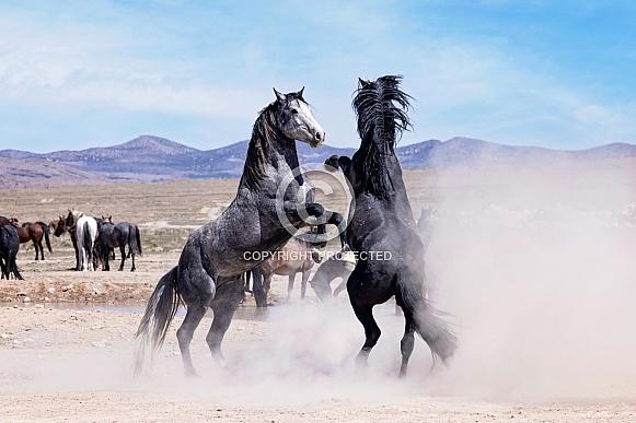 Wild Horse— Onaqui Mountains, Utah Wild Horse— Onaqui Mountains, Utah