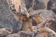 Kit Fox, Vulpes macrotis