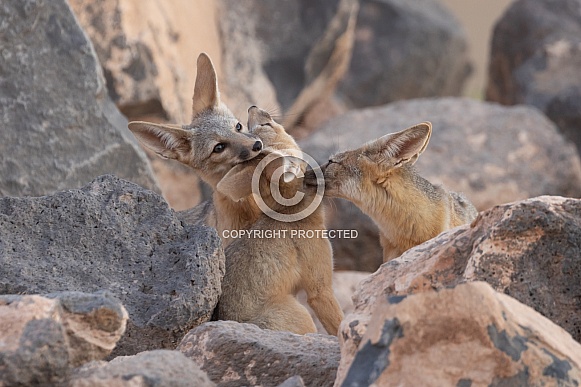 Kit Fox, Vulpes macrotis