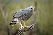 Gray Hawk, Mexican Goshawk