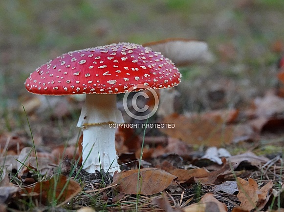 Fly Agaric