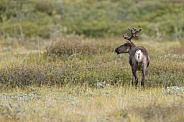 The reindeer or caribou (Rangifer tarandus)