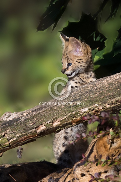 Serval