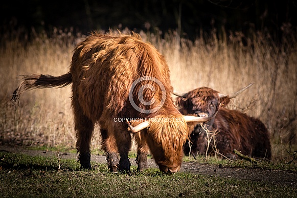 Highland Cow eating grass