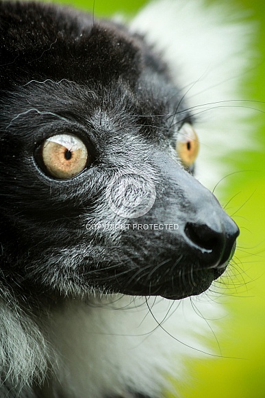 Black and White Ruffed Lemur (Varecia variegata)