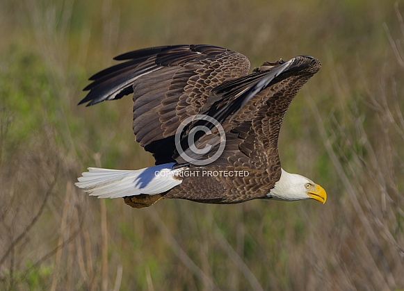Bald Eagle