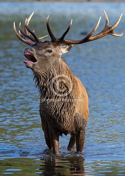 Red Deer