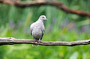 The Eurasian collared dove (Streptopelia decaocto)