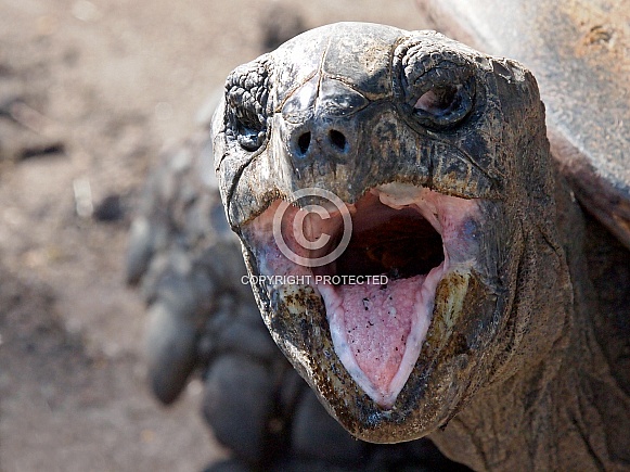 Aldabra giant tortoise (Geochelone gigantea)