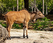 Giant Eland Antelope