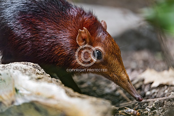Black and rufous sengi Black and rufous sengi