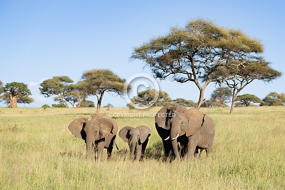 Family of elephants walking together