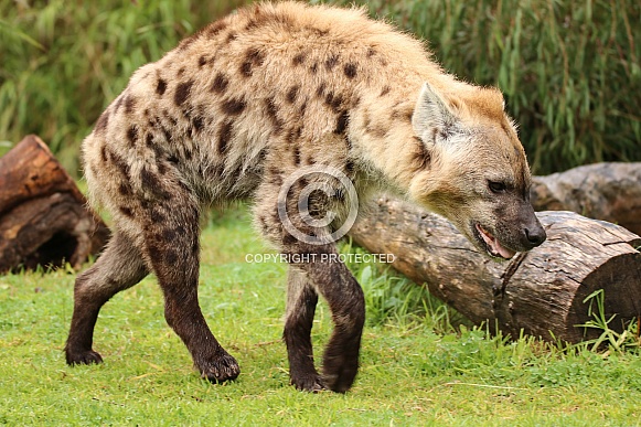 Spotted Hyena