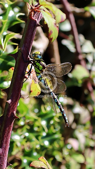 Green Hawker (Aeshna viridis)