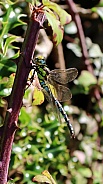 Green Hawker (Aeshna viridis)