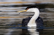 Western Grebe