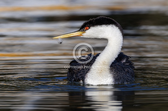 Western Grebe