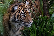 Sumatran Tiger(Panthera Tigris Sumatrae)
