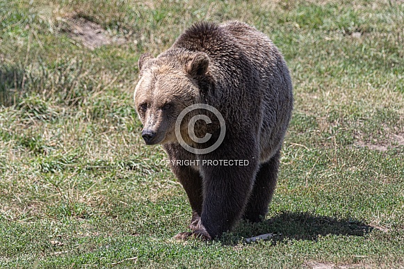 Grizzly Bear