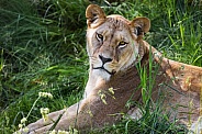 Lioness resting