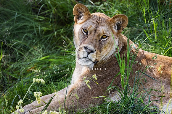 Lioness resting