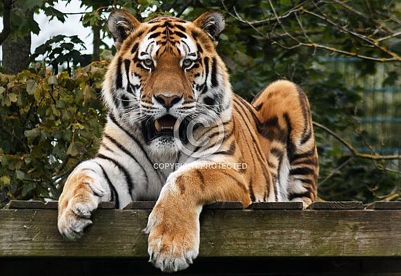 Amur tiger looking forward