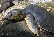 African Softshell Turtle - Trionyx triunguis