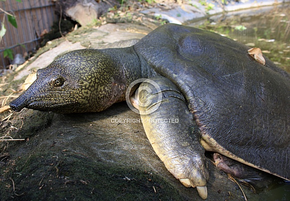 African Softshell Turtle - Trionyx triunguis