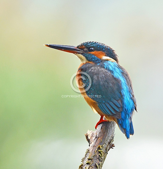 Kingfisher