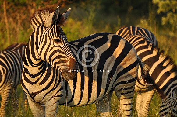 Zebra Zebra