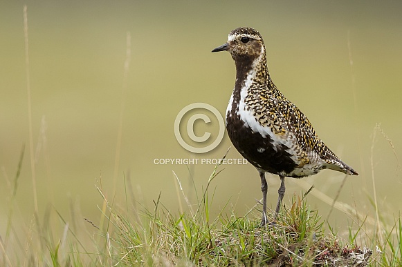 The European golden plover The European golden plover