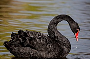 Black Swan Drinking