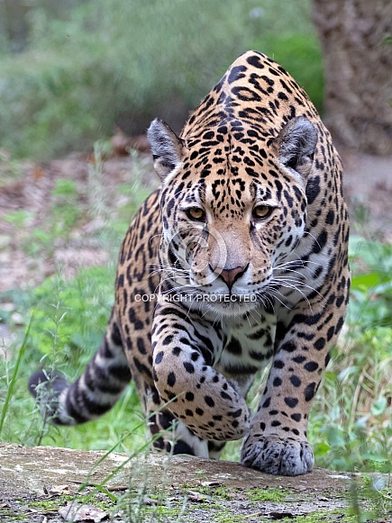 Jaguar (Panthera Onca)