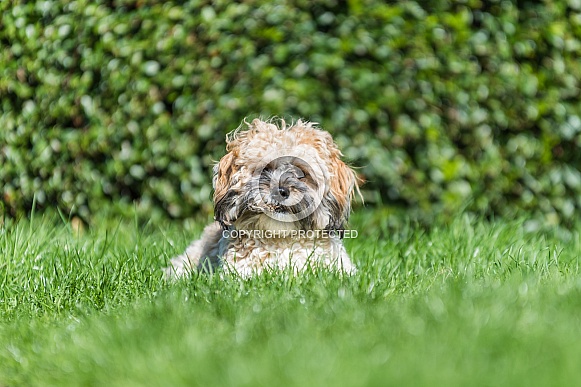 Sunbathing Puppy Sunbathing Puppy