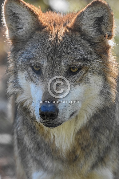 Mexican Wolf
