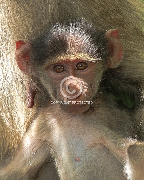 Chacma Baboon Chacma Baboon
